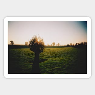 Film photo of a lone tree standing in a green field of grass; the sun has begun to set Sticker